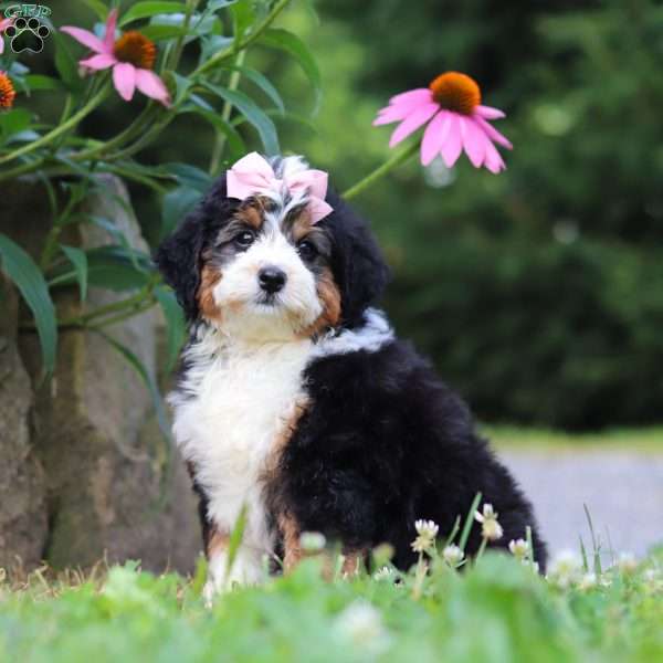 Clover, Mini Bernedoodle Puppy